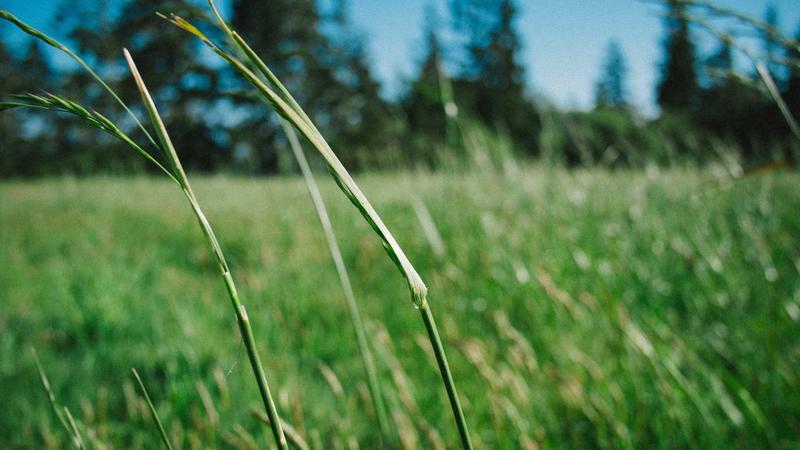 New Courses Launched for Aspiring Homeopaths